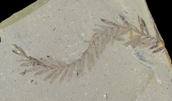 Metasequoia (Dawn Redwood) Fossils - Montana #85745